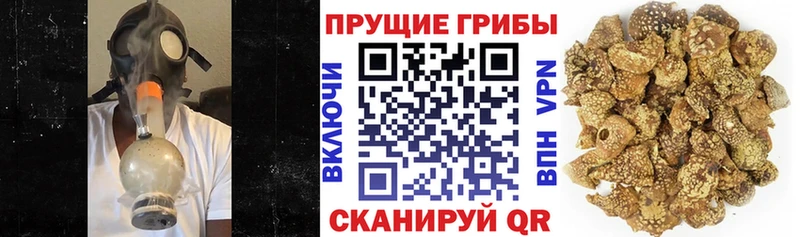 Галлюциногенные грибы Psilocybe как найти закладки Боровск